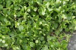 Common Chickweed