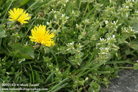 Cerastium fontanum ssp. vulgare; Taraxacum officinale