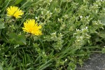 Large Mouse Ear Chickweed w/ Dandelion blossoms