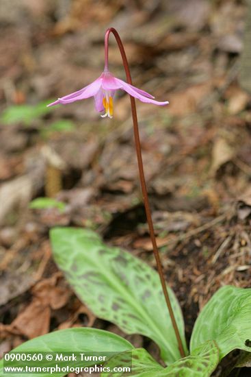 Erythronium revolutum