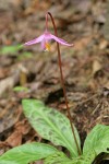 Pink Fawn Lily