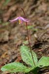 Pink Fawn Lily