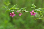 Salmonberry blossoms & foliage