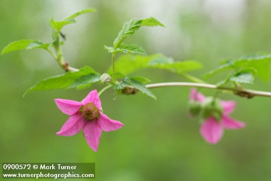 Rubus spectabilis