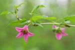 Salmonberry blossoms & foliage