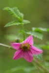 Salmonberry blossom & foliage