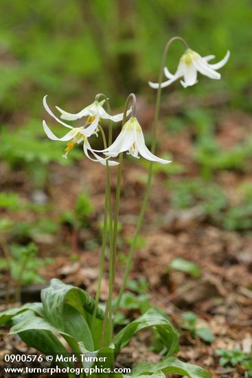 Erythronium oregonum