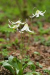 Oregon Fawn Lilies