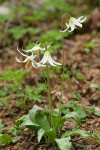 Oregon Fawn Lilies