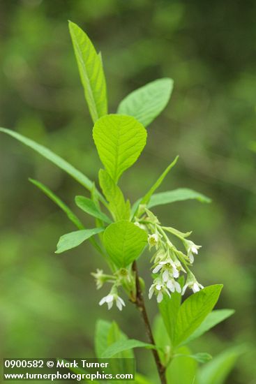 Oemleria cerasiformis