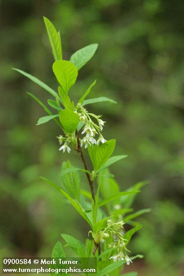 Oemleria cerasiformis