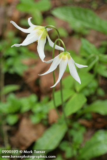 Erythronium oregonum