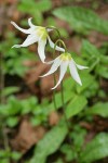 Oregon Fawn Lilies