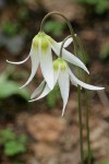 Oregon Fawn Lily blossoms