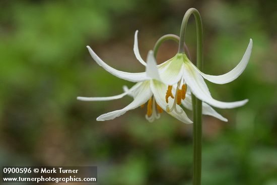 Erythronium oregonum