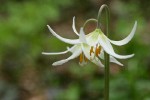 Oregon Fawn Lily blossoms