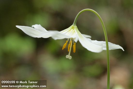 Erythronium oregonum