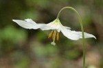 Oregon Fawn Lily blossom detail