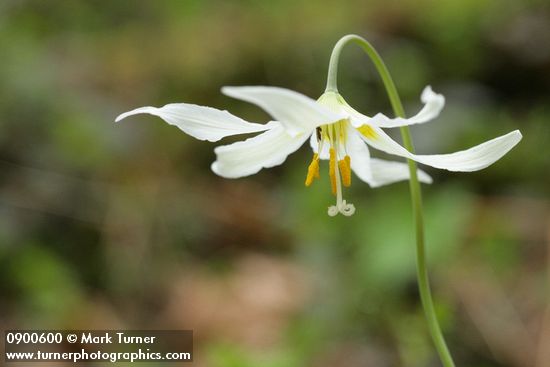 Erythronium oregonum