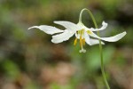 Oregon Fawn Lily blossom detail