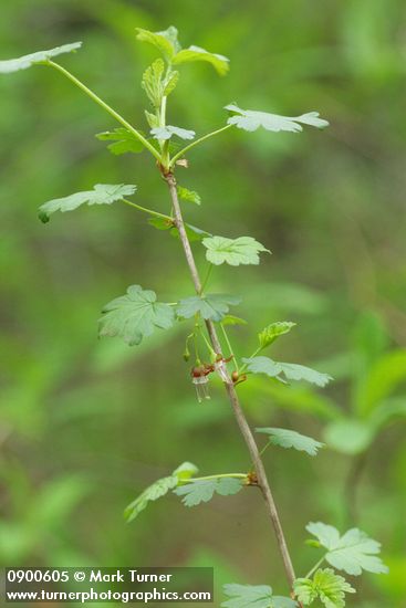 Ribes divaricatum