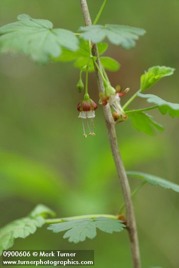 Ribes divaricatum