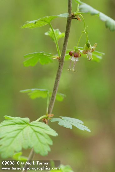 Ribes divaricatum