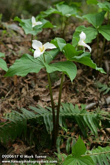 Trillium ovatum