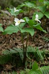 Western Trilliums