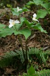 Western Trilliums