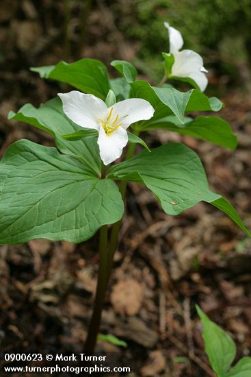 Trillium ovatum