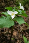 Western Trilliums