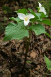 Western Trilliums