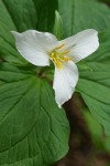 Western Trillium blossom