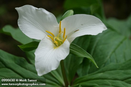 Trillium ovatum