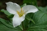 Western Trillium blossom