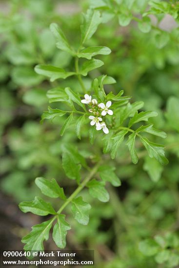 Cardamine oligosperma