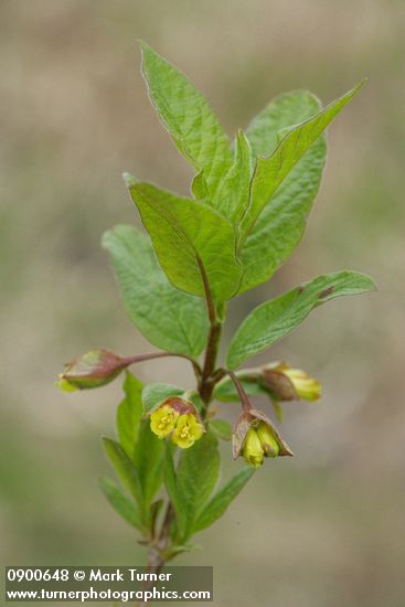 Lonicera involucrata