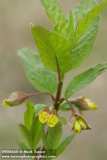 Lonicera involucrata