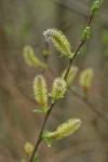 Sitka Willow female catkins & emerging foliage