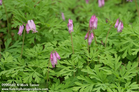 Dicentra formosa