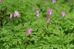Pacific Bleeding Heart