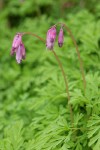 Pacific Bleeding Heart