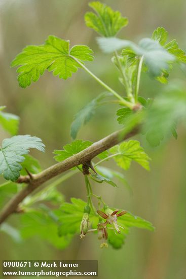 Ribes divaricatum