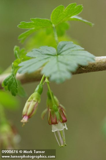 Ribes divaricatum