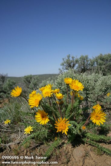 Balsamorhiza hookeri