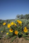 Hooker's Balsamroot