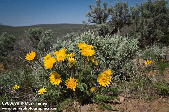 Balsamorhiza hookeri