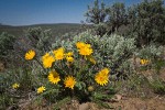 Hooker's Balsamroot