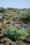 Prairie Lupine